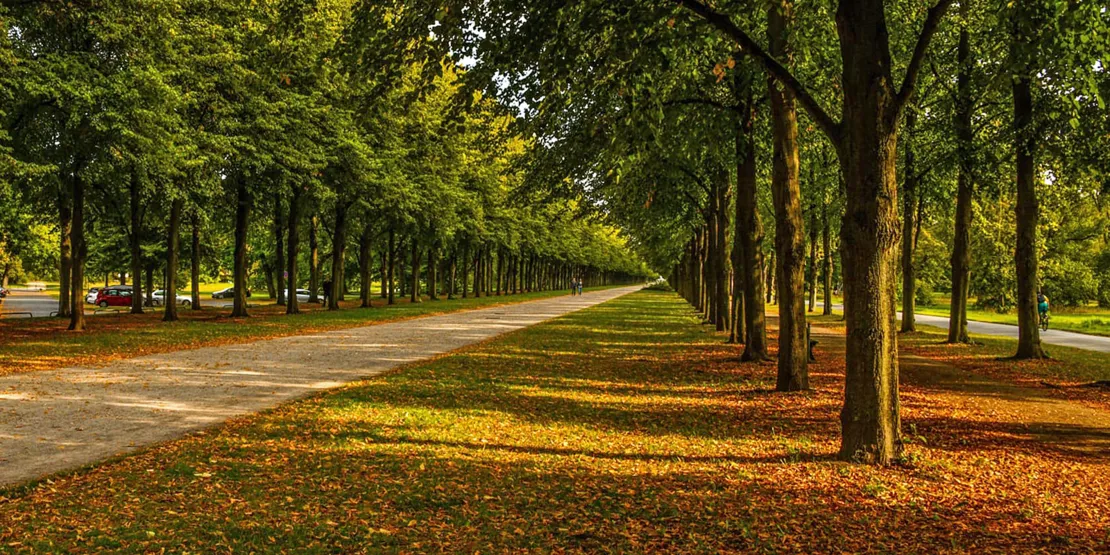 Herrenhäuser Allee im Herbst